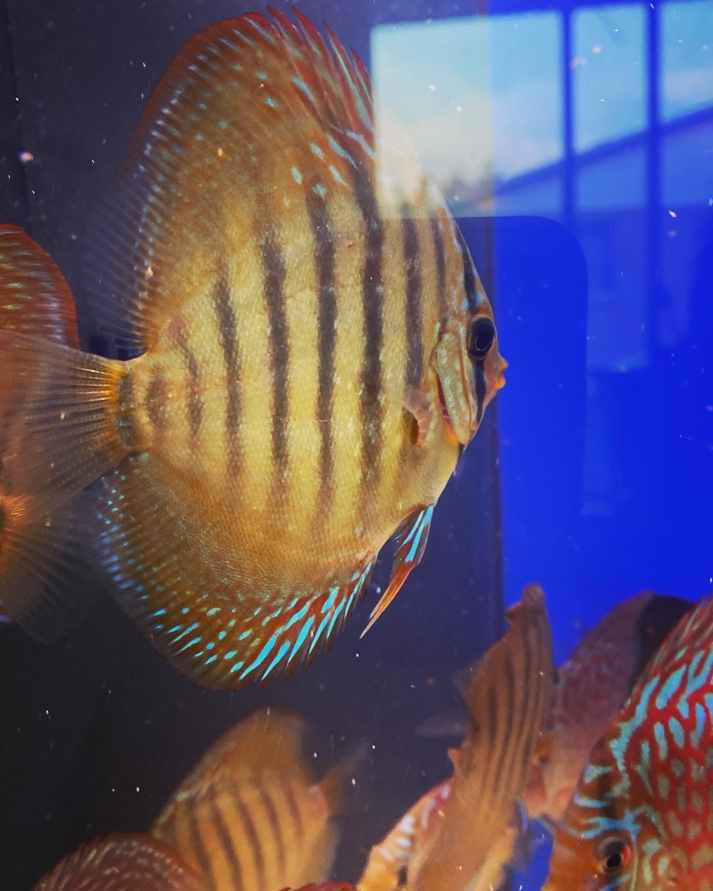 Wildcross Discus