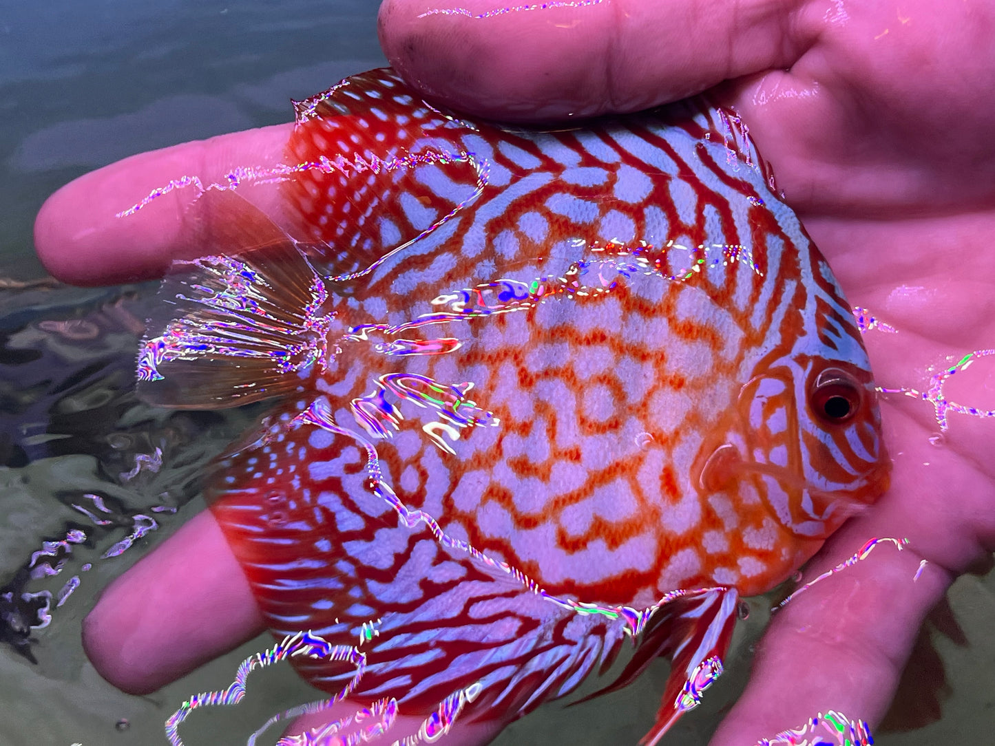 Red Turquoise