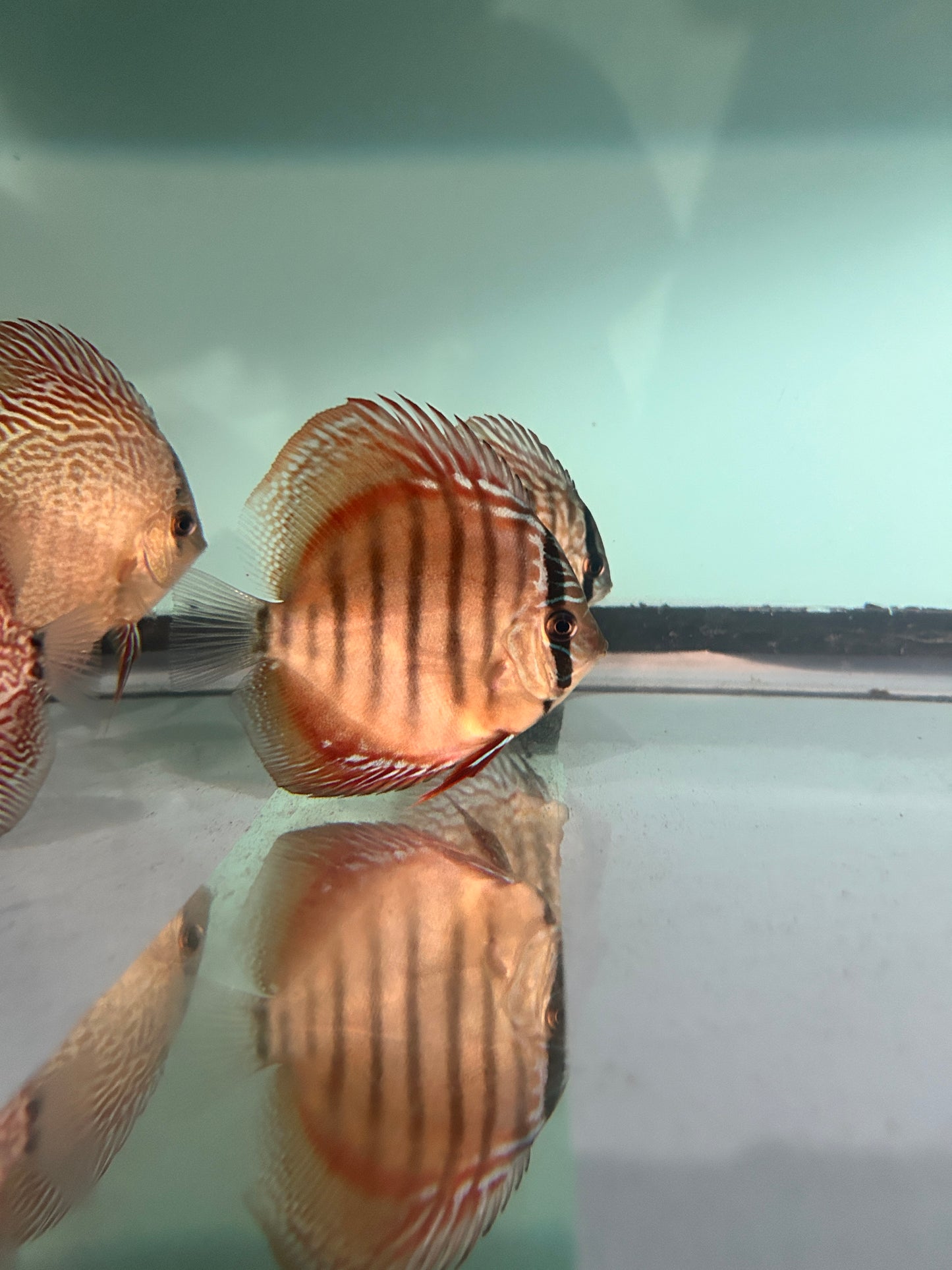 Wildcross Discus