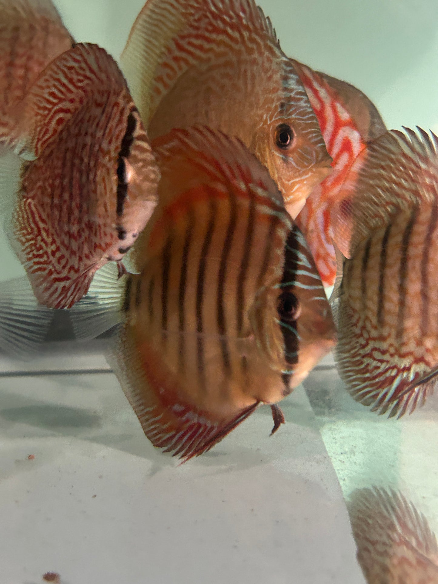 Wildcross Discus