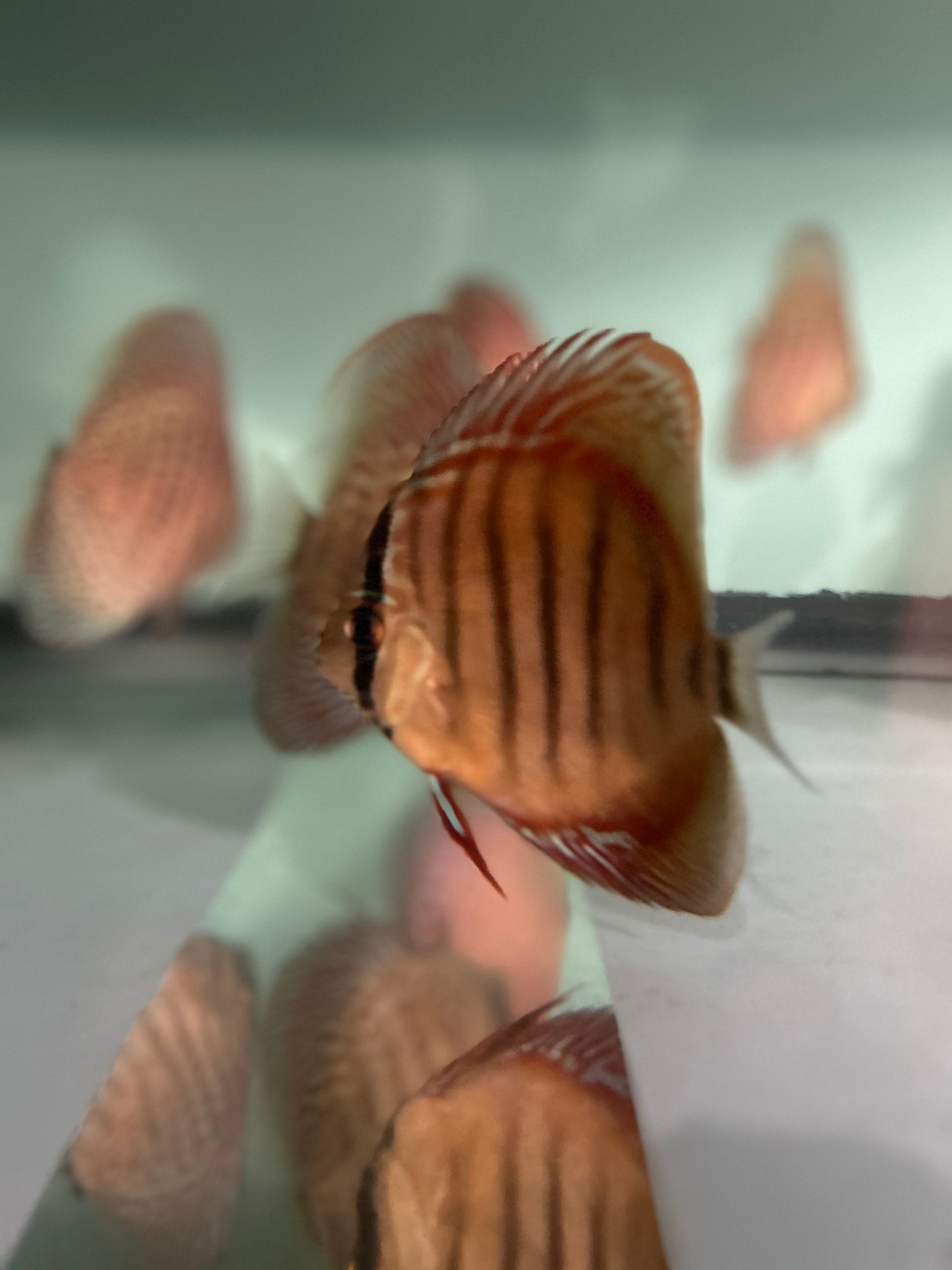Wildcross Discus